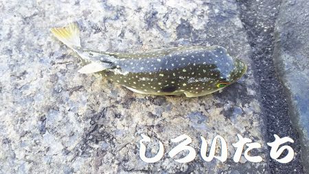 サバはもういない？投げ釣りだ！