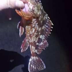 ガッシーが遊んでくれましたが、約２時間で終了。本命は別