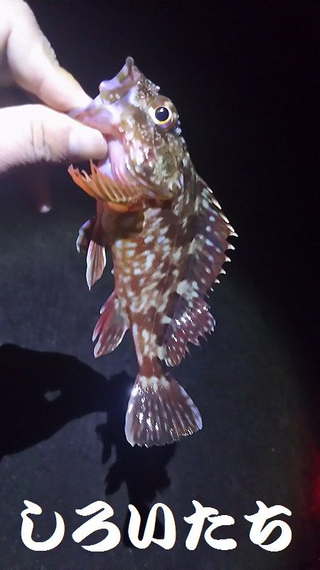 ガッシーが遊んでくれましたが、約２時間で終了。本命は別