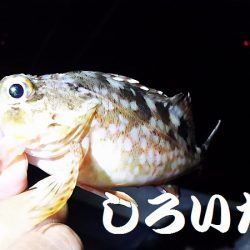 タチウオからの・・・