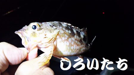 タチウオからの・・・