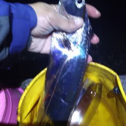 マイワシ、他、いろいろ釣れました！