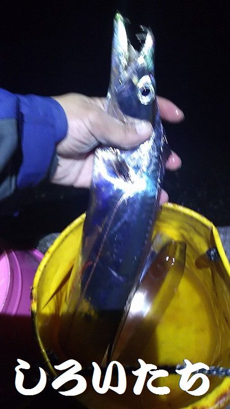 マイワシ、他、いろいろ釣れました！