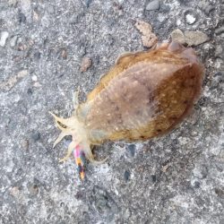 コウイカエギング