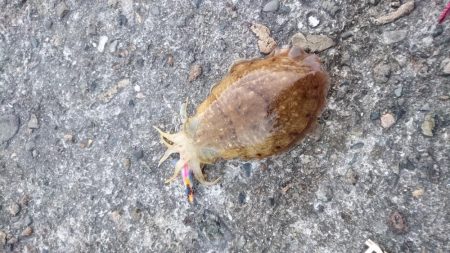 コウイカエギング