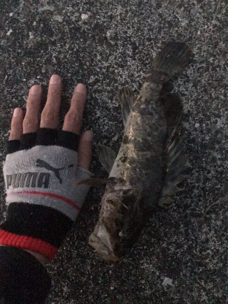 投げ釣りとロックフィッシュ