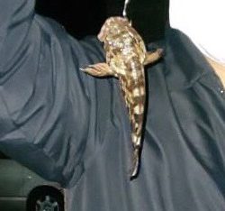 またもや林崎でメバリング