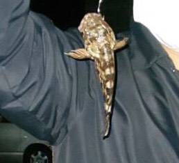 またもや林崎でメバリング