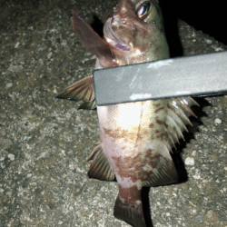 相変わらず、、、