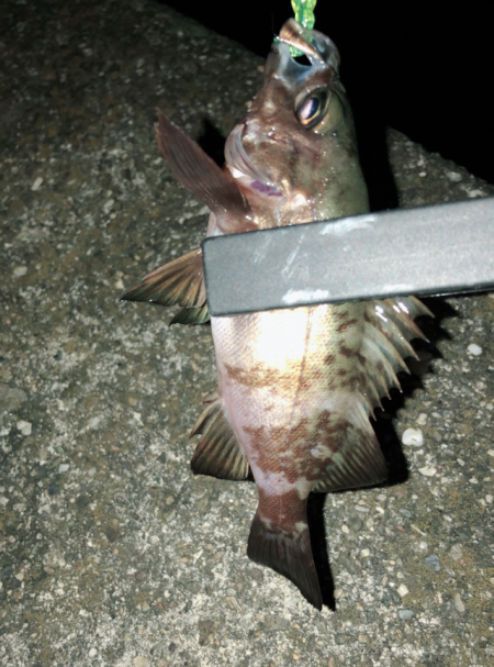 相変わらず、、、