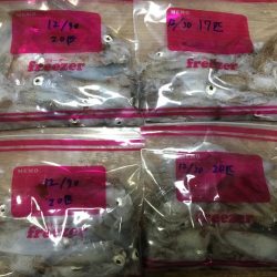 爆釣のヒイカ遠征旅