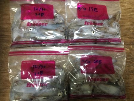 爆釣のヒイカ遠征旅