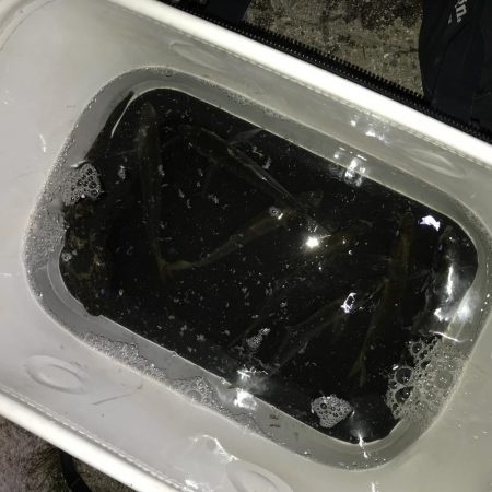 芦屋浜アジング