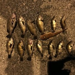 今日はメバリング♫