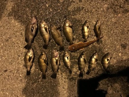 今日はメバリング♫