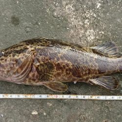 まぁまぁのタケノコメバル