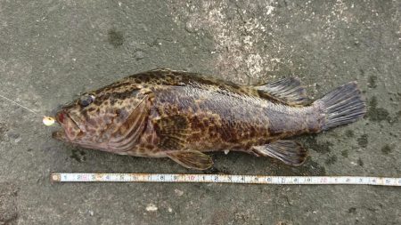 まぁまぁのタケノコメバル