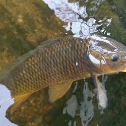 オイカワに混じって野ゴイ