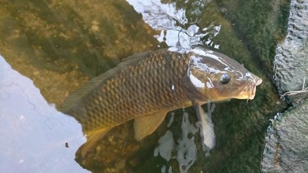 オイカワに混じって野ゴイ