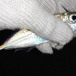 メバリングのはずが…