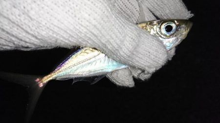 メバリングのはずが…