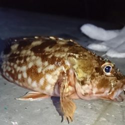 メバリング？ガシリング！