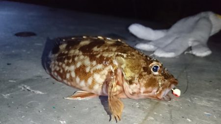 メバリング？ガシリング！