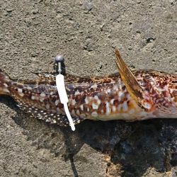 江井ヶ島漁港・穴釣り