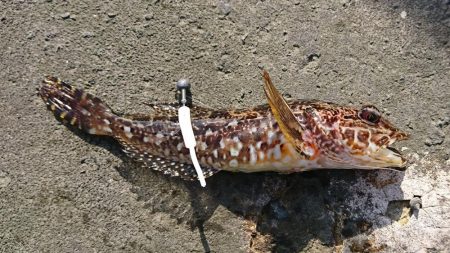 江井ヶ島漁港・穴釣り