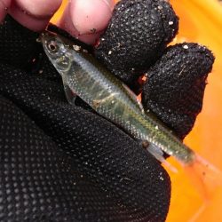 赤根川・オイカワ調査