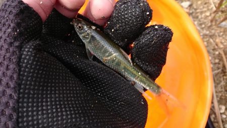 赤根川・オイカワ調査