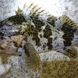 グッドサイズのタケノコメバル！