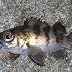 メバル・ワタリガニ