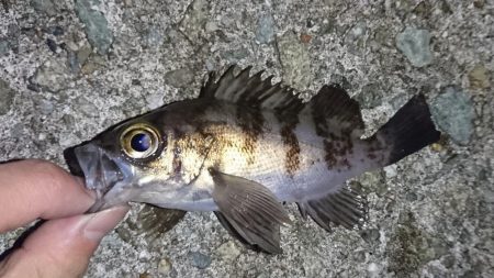 メバル・ワタリガニ