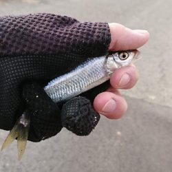 明石・赤根川小物釣り