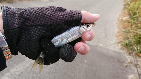 明石・赤根川小物釣り