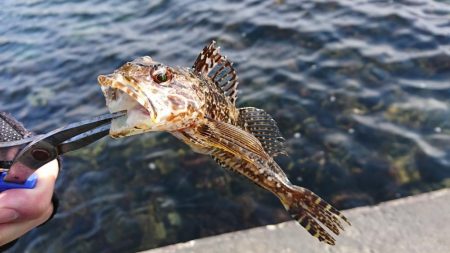 釣り納め・でかアイナメ