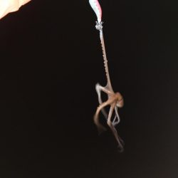 ヒイカエギング