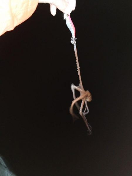 ヒイカエギング