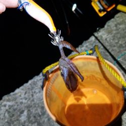 ヒイカエギング