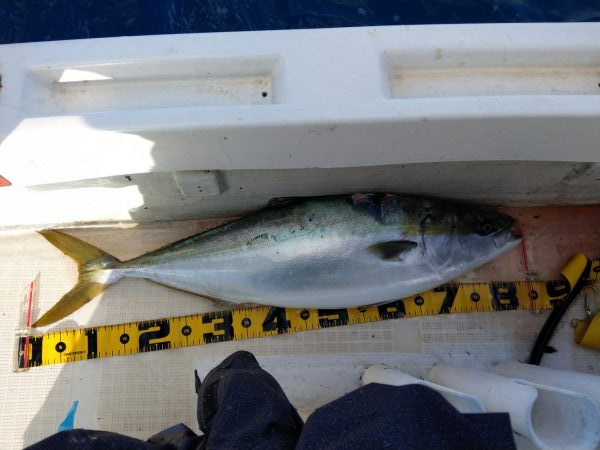 全く食い気がない中で