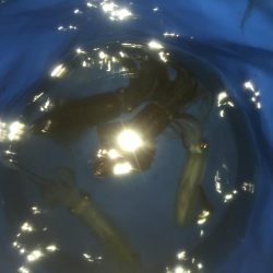 イカはいつまで釣れるんやろ？