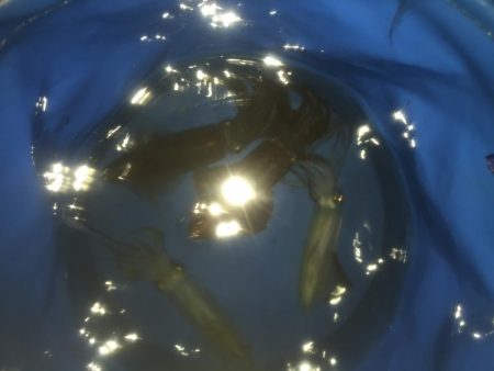 イカはいつまで釣れるんやろ？