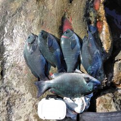 グレ5匹・・・・