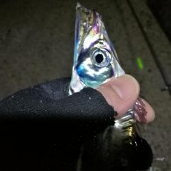 南港フェリーヘチ釣り (タチウオ釣り F4~F3 96cm!! 釣果有り)