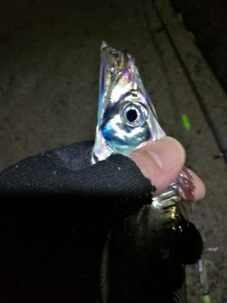 南港フェリーヘチ釣り (タチウオ釣り F4~F3 96cm!! 釣果有り)