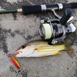 夕方は即バイト　ニセクロホシ