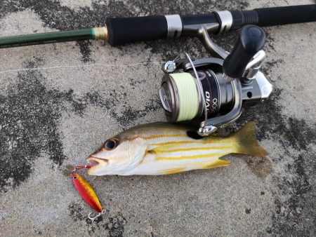 夕方は即バイト　ニセクロホシ