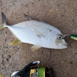 早朝、カースビー記録更新しました。