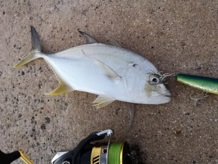 早朝、カースビー記録更新しました。